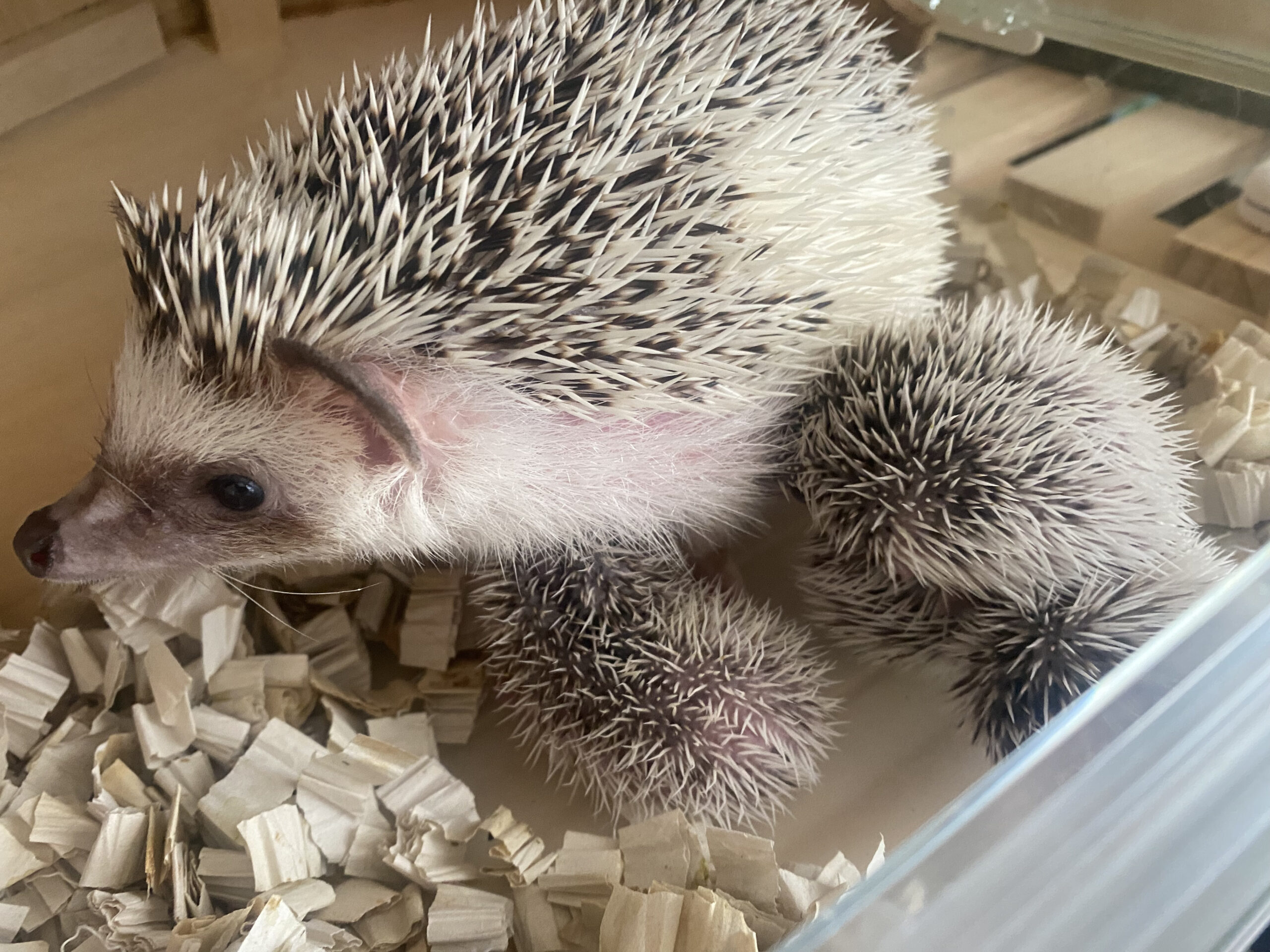 ベビーたちの成長。