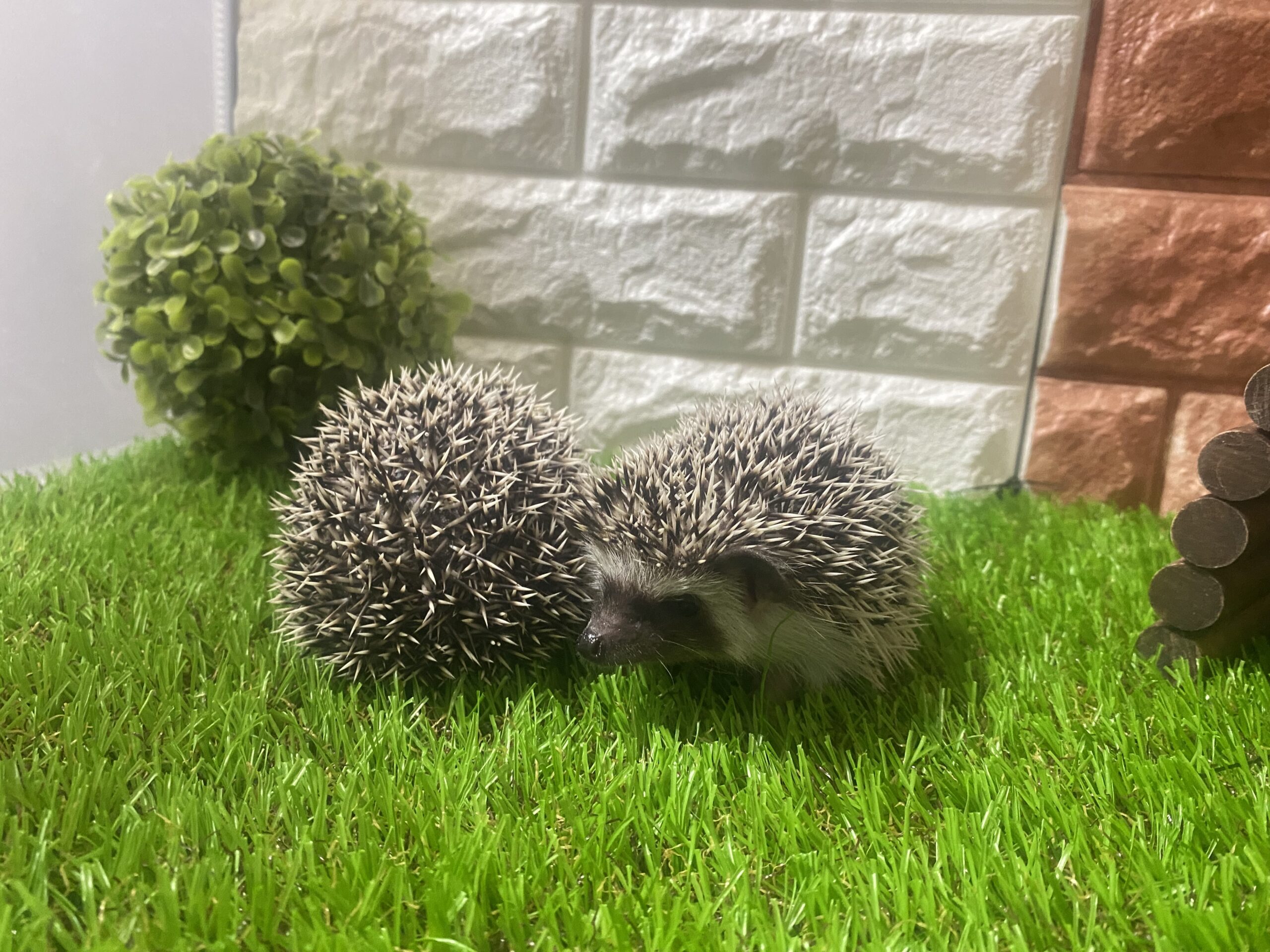 販売開始時期に関するお問い合わせについて